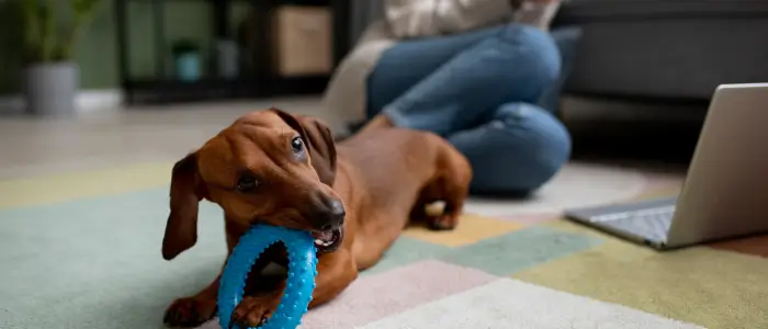 imagem cachorro bricando dentro de casa e Como criar um espaço de brincadeiras