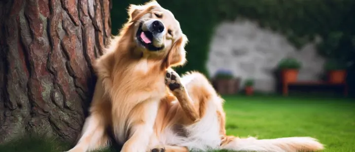 imagem de um cachorro se coçando escorado em uma arvore