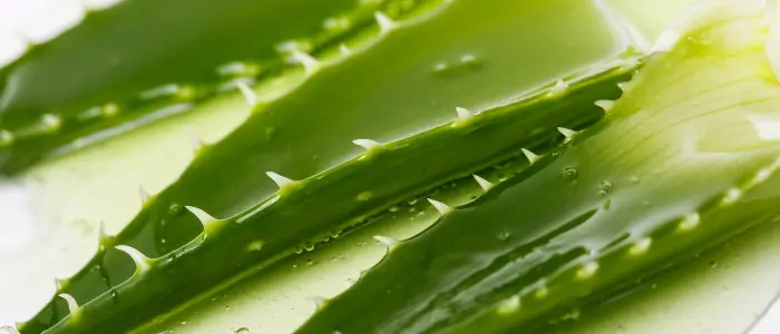 aloe vera otimo hidratante e cicatrizante