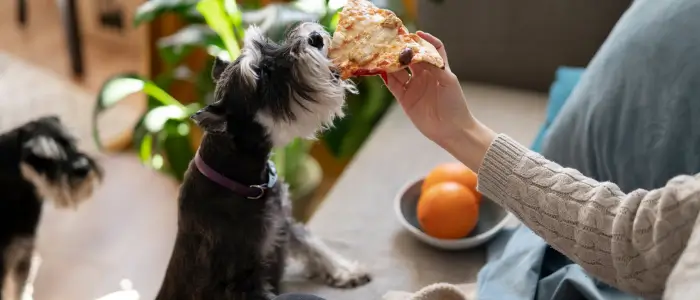 cachocco comendo um pedaço de pizza