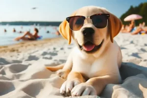 Aventuras de verão: melhores locais para passeios com seu cão