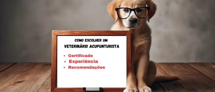 cachorro com uma placa com qualificação de um medico veterinario