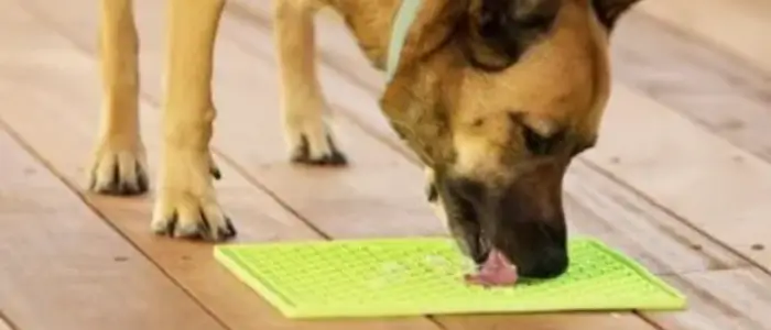 ensinado cao a lamber a comida com o brinquedo LickiMat