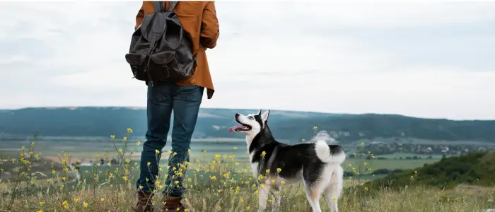 imagem de um cão explorando trilhas