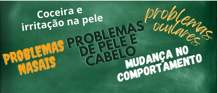 lousa verde com texto sobre problemas de alergia em caes