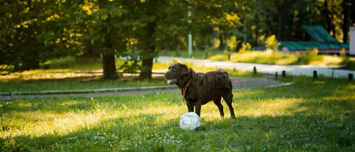 imagem de cão com uma bola de futebol e passeios com seu cão