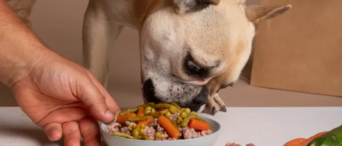 imagem de cachorro comendo uma prato com dieta hiipoalergenica