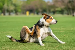 Alívio natural para coceira: tratamentos alternativos para cães alérgicos