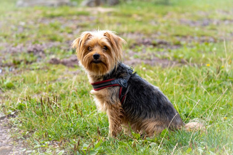 cachorro pequeno
