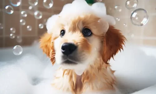 cachorro tomando banho com shampoo anti alergico